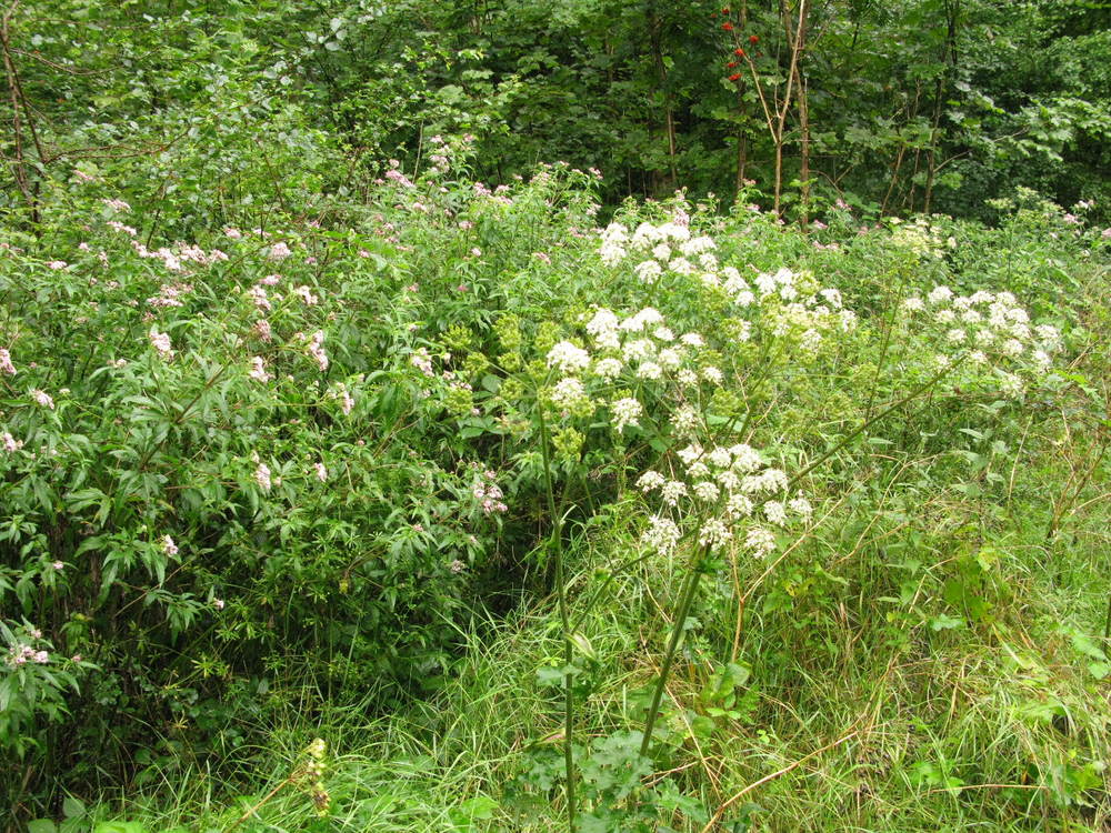 De vegetatie langs het bospad: schermbloemigen