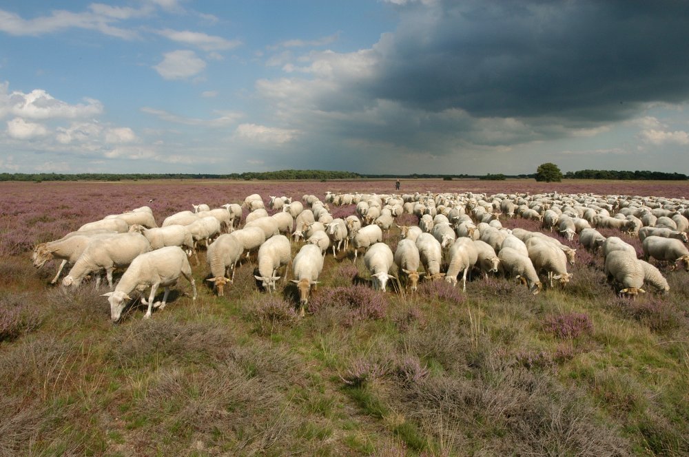 schapen