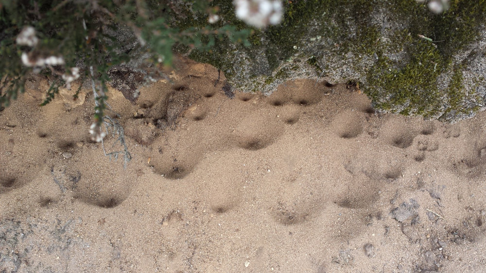 Mierenleeuwenlarven