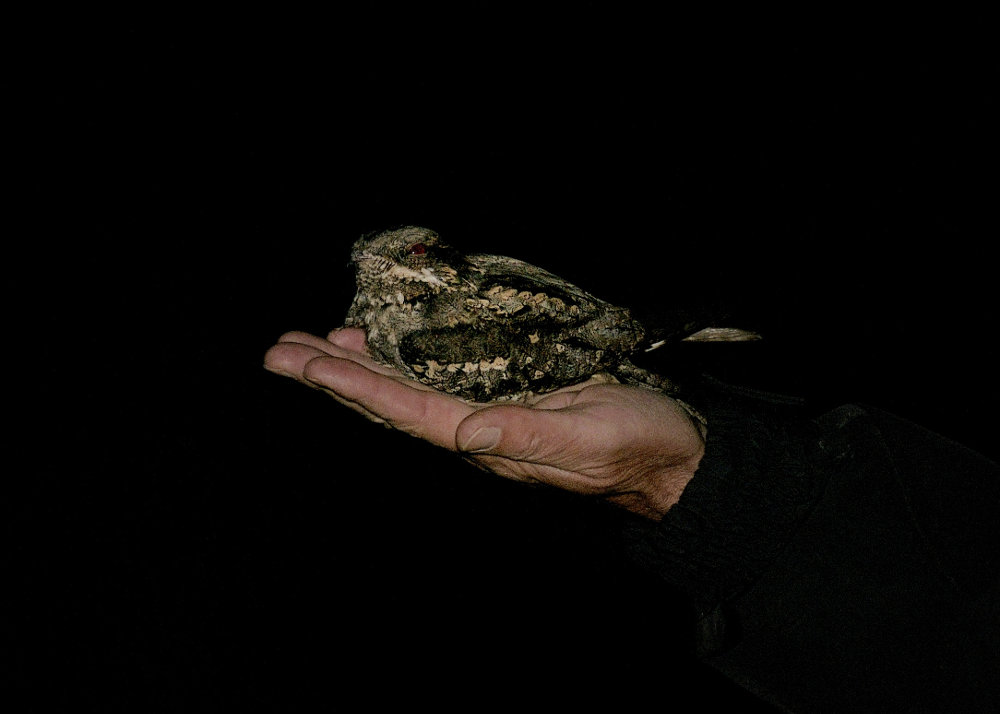 nachtzwaluw in de hand
