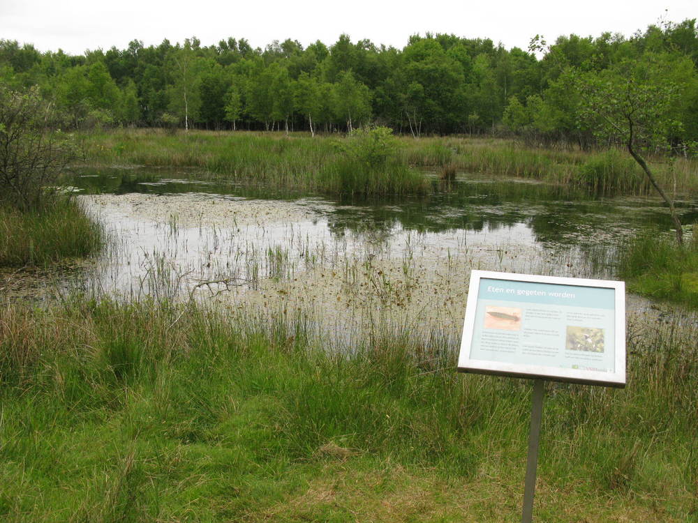 Het tweede info-bord met waterplanten op de achtergrond.